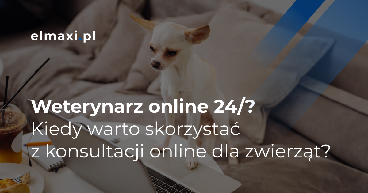 Weterynarz online 24/? Kiedy warto skorzystać z konsultacji online dla zwierząt?