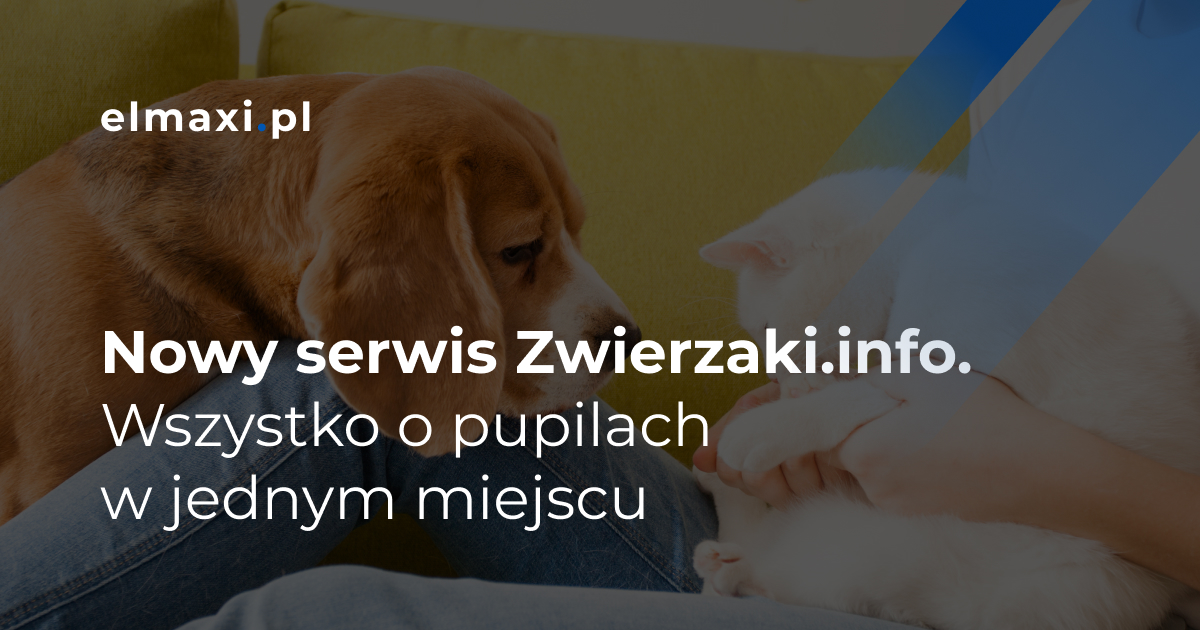 Nowy serwis Zwierzaki.info. Wszystko o pupilach w jednym miejscu